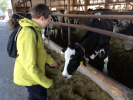 Chlapec hladí krávu 